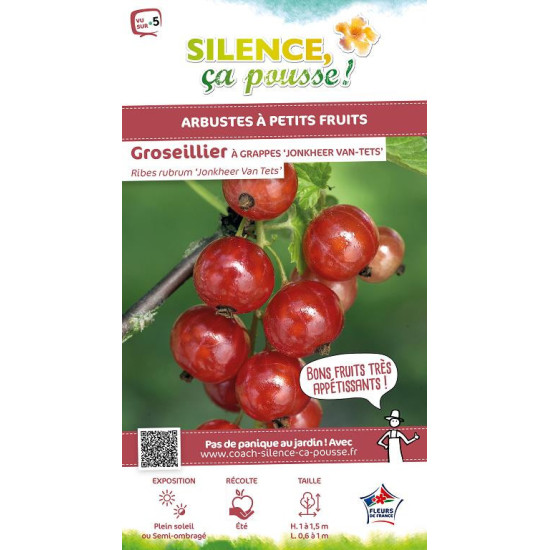 Groseillier a grappes Jonkheer van Tets 100cm de Plantes Silence ça pousse dans Plantes à petits fruits (kiwi, myrtilles, gro...
