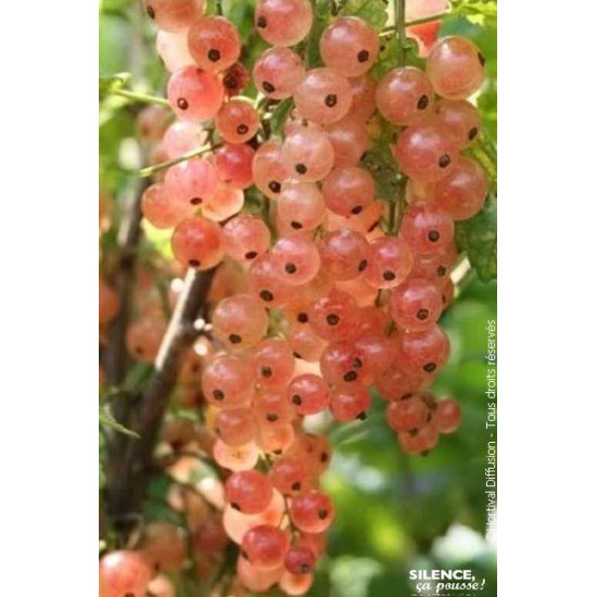 Groseillier a grappes Gloire des Sablons 80cm de Plantes Silence ça pousse dans Plantes à petits fruits (kiwi, myrtilles, gro...