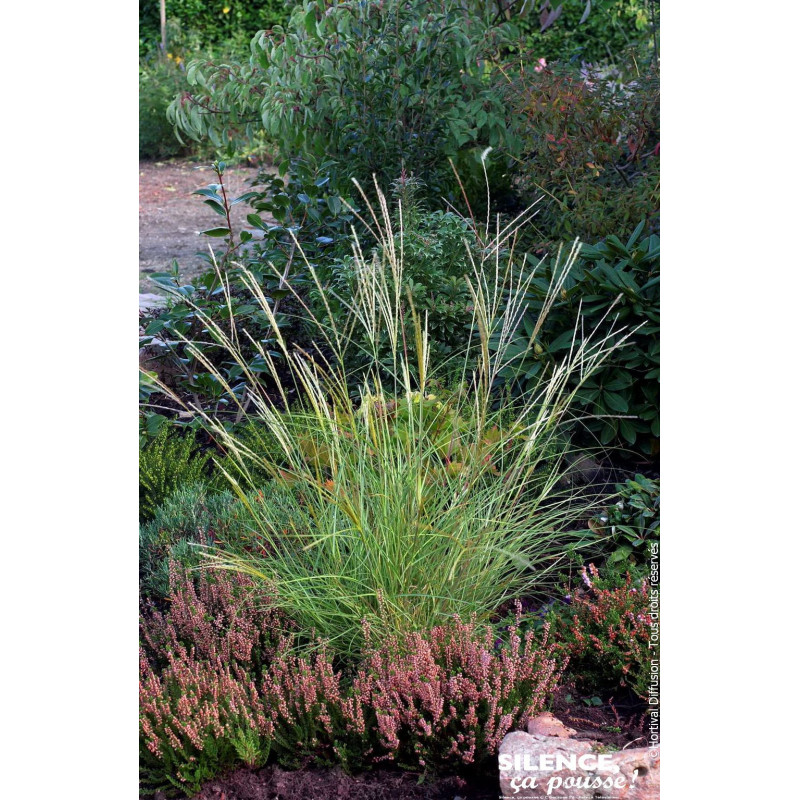 Roseau de Yakushima, miscanthus, Eulalie 80cm de Plantes Silence ça pousse dans Graminées en livraison