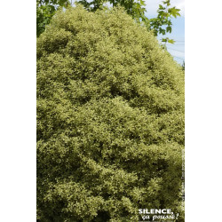 PITTOSPORUM TE,VARIEGATUM C4,5 TF/BU de Plantes Silence ça pousse dans Plantes à petits fruits (kiwi, myrtilles, groseilles, ...