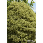 PITTOSPORUM TE,VARIEGATUM C4,5 TF/BU de Plantes Silence ça pousse dans Plantes à petits fruits (kiwi, myrtilles, groseilles, ...