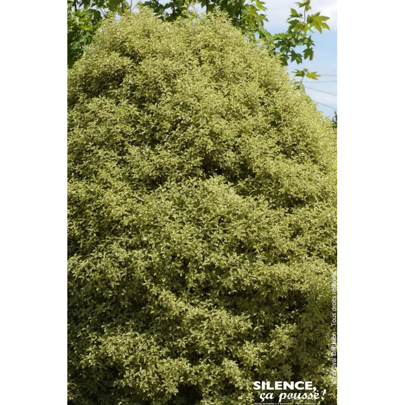 PITTOSPORUM TE,VARIEGATUM C4,5 TF/BU de Plantes Silence ça pousse dans Plantes à petits fruits (kiwi, myrtilles, groseilles, ...