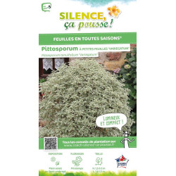 PITTOSPORUM TE,VARIEGATUM C4,5 TF/BU de Plantes Silence ça pousse dans Plantes à petits fruits (kiwi, myrtilles, groseilles, ...