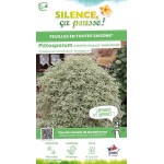 PITTOSPORUM TE,VARIEGATUM C4,5 TF/BU de Plantes Silence ça pousse dans Plantes à petits fruits (kiwi, myrtilles, groseilles, ...