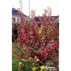 Groseillier a fleurs Pulborough Scarlet 100cm de Plantes Silence ça pousse dans Arbustes caducs en livraison