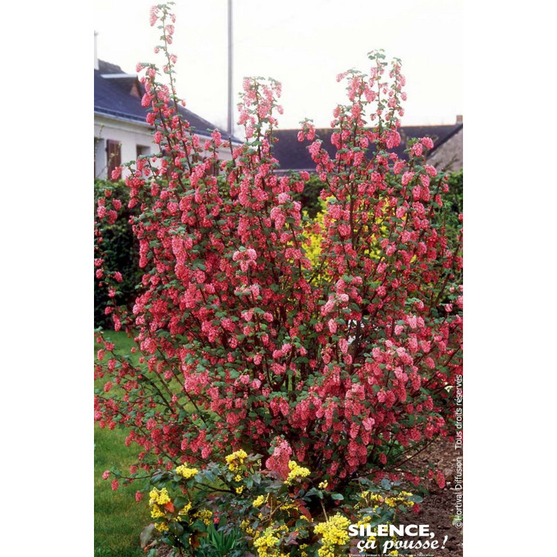 Groseillier a fleurs Pulborough Scarlet 100cm de Plantes Silence ça pousse dans Arbustes caducs en livraison