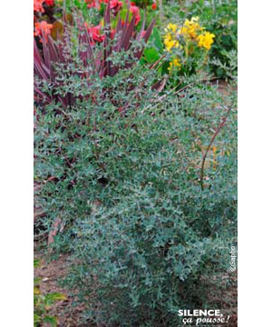 Eucalyptus de Gunn FRANCE BLEU, gommier 100cm de Plantes Silence ça pousse dans Arbres d'ornement en livraison