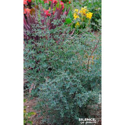 Eucalyptus de Gunn FRANCE BLEU, gommier 100cm de Plantes Silence ça pousse dans Arbres d'ornement en livraison