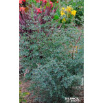 Eucalyptus de Gunn FRANCE BLEU, gommier 100cm de Plantes Silence ça pousse dans Arbres d'ornement en livraison