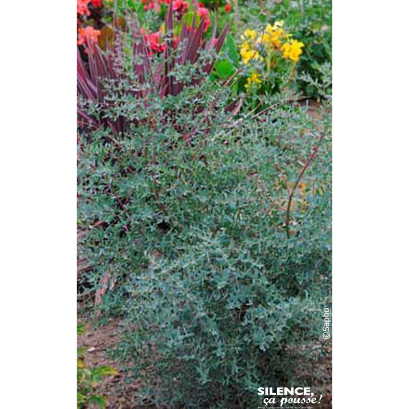 Eucalyptus de Gunn FRANCE BLEU, gommier 100cm de Plantes Silence ça pousse dans Arbres d'ornement en livraison