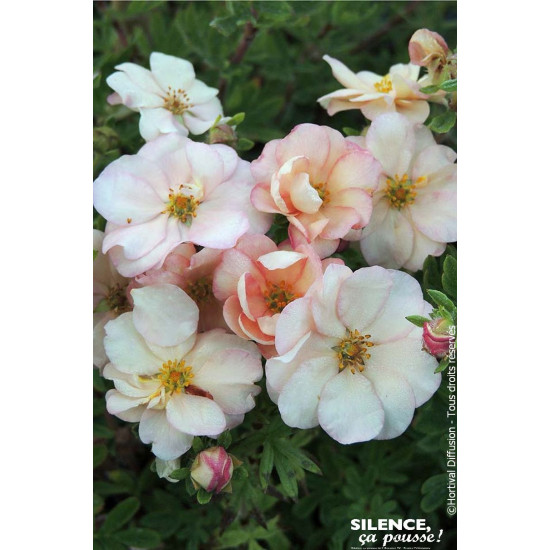 Potentille arbustive DOUBLE PUNCH PASTEL 50cm de Plantes Silence ça pousse dans Arbustes caducs en livraison