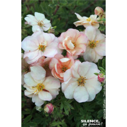 Potentille arbustive DOUBLE PUNCH PASTEL 50cm de Plantes Silence ça pousse dans Arbustes caducs en livraison