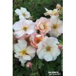 Potentille arbustive DOUBLE PUNCH PASTEL 50cm de Plantes Silence ça pousse dans Arbustes caducs en livraison