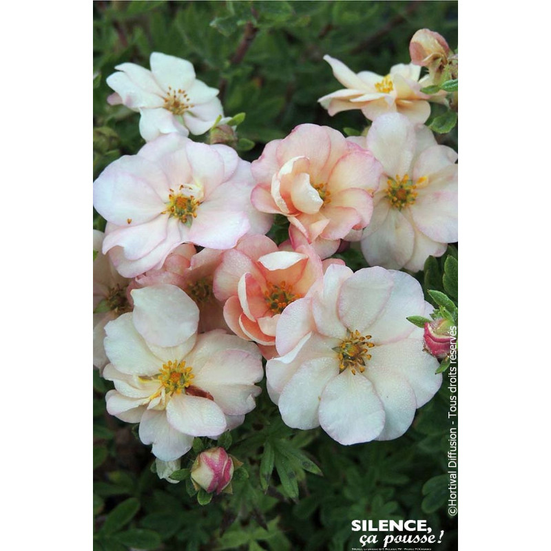 Potentille arbustive DOUBLE PUNCH PASTEL 50cm de Plantes Silence ça pousse dans Arbustes caducs en livraison
