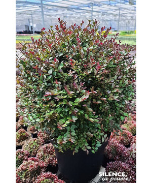 Chevrefeuille GARDEN CLOUDS PURPLE STORM 80cm de Plantes Silence ça pousse dans Arbustes persistants en livraison