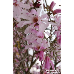 Magnolia Loebner Leonard Messel, Magnolier 80 de Plantes Silence ça pousse dans Arbustes caducs en livraison