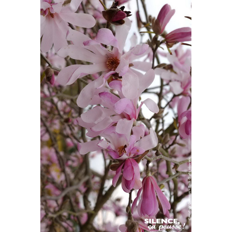 Magnolia Loebner Leonard Messel, Magnolier 80 de Plantes Silence ça pousse dans Arbustes caducs en livraison