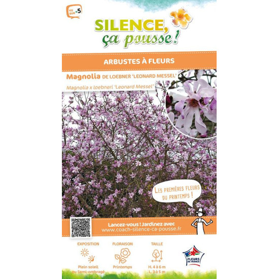 Magnolia Loebner Leonard Messel, Magnolier 80 de Plantes Silence ça pousse dans Arbustes caducs en livraison