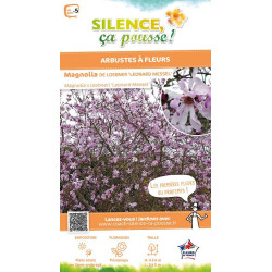 Magnolia Loebner Leonard Messel, Magnolier 80 de Plantes Silence ça pousse dans Arbustes caducs en livraison