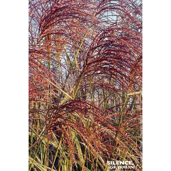 Roseau Chine panache, miscanthus, Eulalie 100 de Plantes Silence ça pousse dans Graminées en livraison