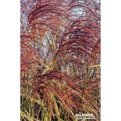 Roseau Chine panache, miscanthus, Eulalie 100 de Plantes Silence ça pousse dans Graminées en livraison