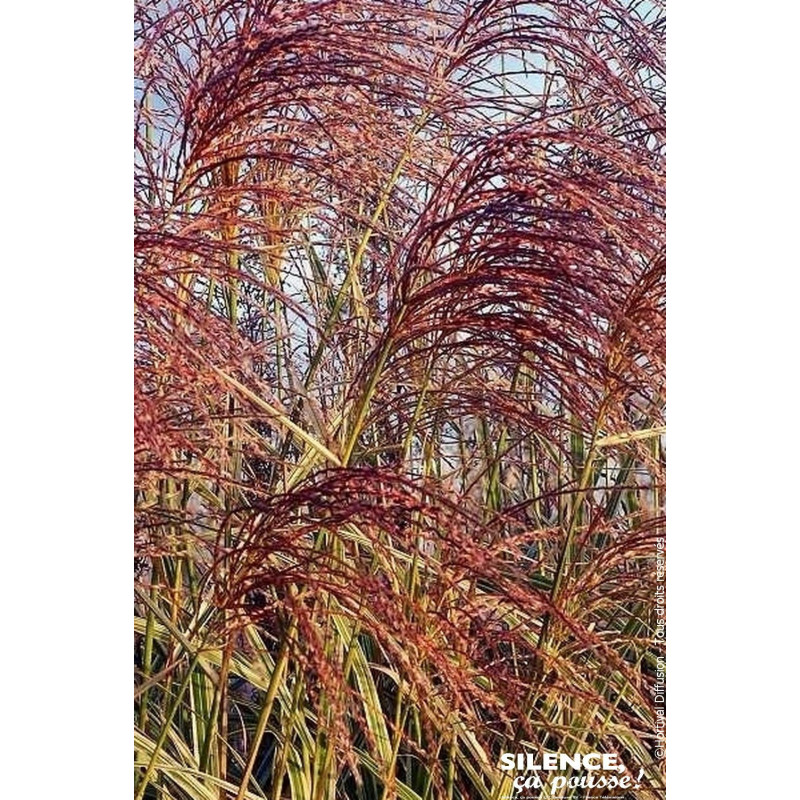 Roseau Chine panache, miscanthus, Eulalie 100 de Plantes Silence ça pousse dans Graminées en livraison