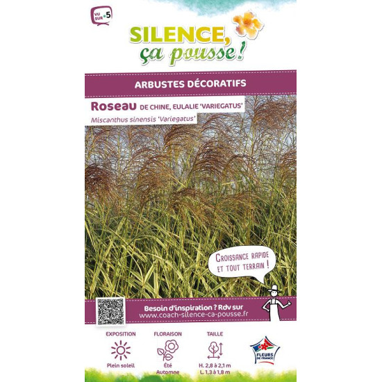 Roseau Chine panache, miscanthus, Eulalie 100 de Plantes Silence ça pousse dans Graminées en livraison
