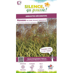 Roseau Chine panache, miscanthus, Eulalie 100 de Plantes Silence ça pousse dans Graminées en livraison