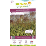 Roseau Chine panache, miscanthus, Eulalie 100 de Plantes Silence ça pousse dans Graminées en livraison