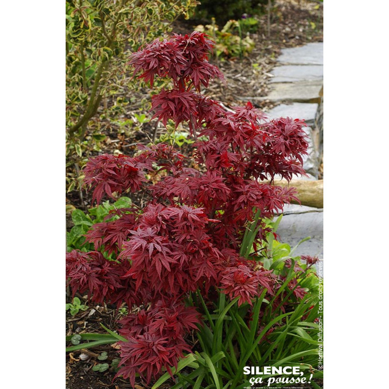 Erable du Japon Shaina 80cm Silence ca pousse de Plantes Silence ça pousse dans Plantes à petits fruits (kiwi, myrtilles, gro...