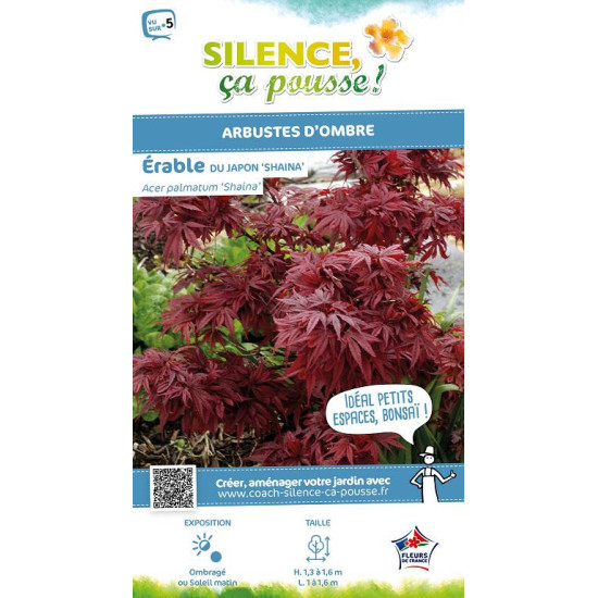 Erable du Japon Shaina 80cm Silence ca pousse de Plantes Silence ça pousse dans Plantes à petits fruits (kiwi, myrtilles, gro...