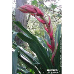 Beschorneria yuccoides 80cm Silence ca pousse de Plantes Silence ça pousse dans Plantes à petits fruits (kiwi, myrtilles, gro...