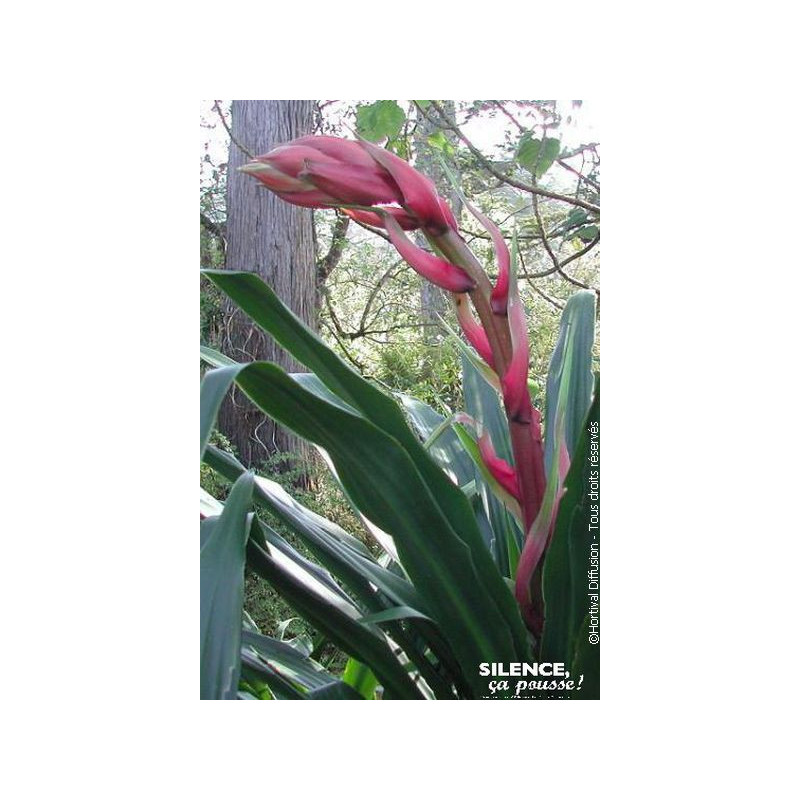 Beschorneria yuccoides 80cm Silence ca pousse de Plantes Silence ça pousse dans Plantes à petits fruits (kiwi, myrtilles, gro...