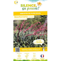 Beschorneria yuccoides 80cm Silence ca pousse de Plantes Silence ça pousse dans Plantes à petits fruits (kiwi, myrtilles, gro...