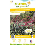 Beschorneria yuccoides 80cm Silence ca pousse de Plantes Silence ça pousse dans Plantes à petits fruits (kiwi, myrtilles, gro...