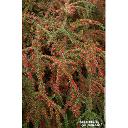 Cotoneaster horizontal 50cm Silence ca pousse de Plantes Silence ça pousse dans Arbustes caducs en livraison