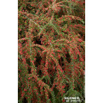 Cotoneaster horizontal 50cm Silence ca pousse de Plantes Silence ça pousse dans Arbustes caducs en livraison