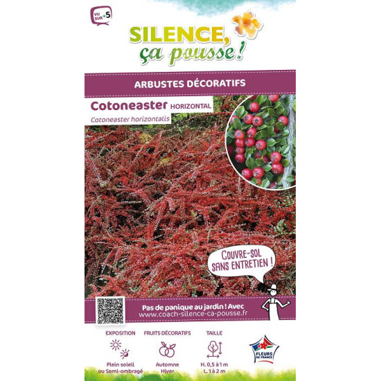 Cotoneaster horizontal 50cm Silence ca pousse de Plantes Silence ça pousse dans Arbustes caducs en livraison