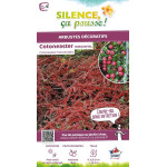 Cotoneaster horizontal 50cm Silence ca pousse de Plantes Silence ça pousse dans Arbustes caducs en livraison