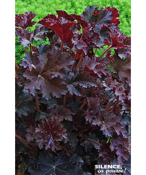 Heuchere Palace Purple 80cm Silence ca pousse de Plantes Silence ça pousse dans Plantes à petits fruits (kiwi, myrtilles, gro...