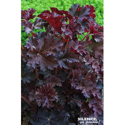 Heuchere Palace Purple 80cm Silence ca pousse de Plantes Silence ça pousse dans Plantes à petits fruits (kiwi, myrtilles, gro...