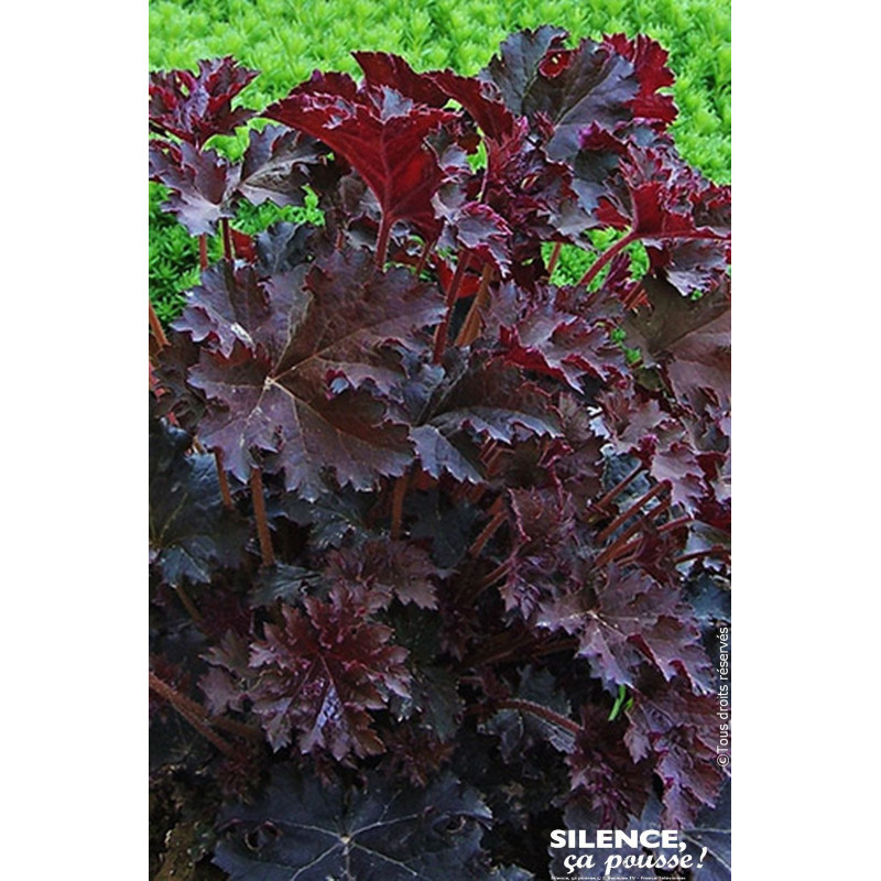 Heuchere Palace Purple 80cm Silence ca pousse de Plantes Silence ça pousse dans Plantes à petits fruits (kiwi, myrtilles, gro...