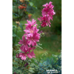 Lavatere Burgundy Wine 65cm Silence ca pousse de Plantes Silence ça pousse dans Arbustes persistants en livraison