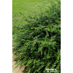 Chevrefeuille a cupule 50cm Silence ca pousse de Plantes Silence ça pousse dans Arbustes persistants en livraison
