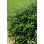 Chevrefeuille a cupule 50cm Silence ca pousse de Plantes Silence ça pousse dans Arbustes persistants en livraison