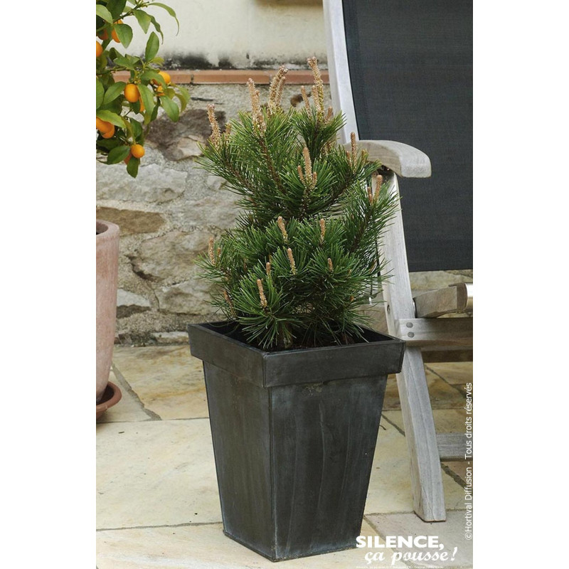 Pin des montagnes Gnom 80cm Silence ca pousse de Plantes Silence ça pousse dans Conifères de rocailles en livraison