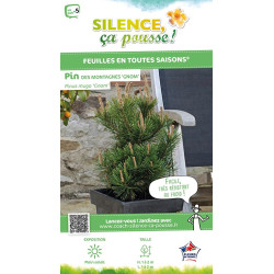 Pin des montagnes Gnom 80cm Silence ca pousse de Plantes Silence ça pousse dans Conifères de rocailles en livraison