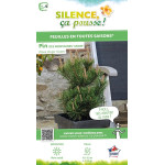 Pin des montagnes Gnom 80cm Silence ca pousse de Plantes Silence ça pousse dans Conifères de rocailles en livraison