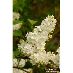 Lilas commun Primrose 100cm Silence ca pousse de Plantes Silence ça pousse dans Arbustes caducs en livraison