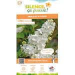 Lilas commun Primrose 100cm Silence ca pousse de Plantes Silence ça pousse dans Arbustes caducs en livraison